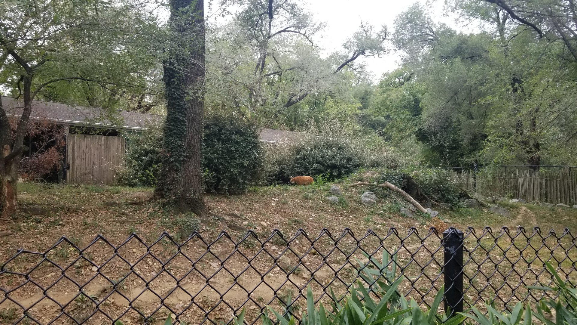 Smithsonian - Maned Wolf