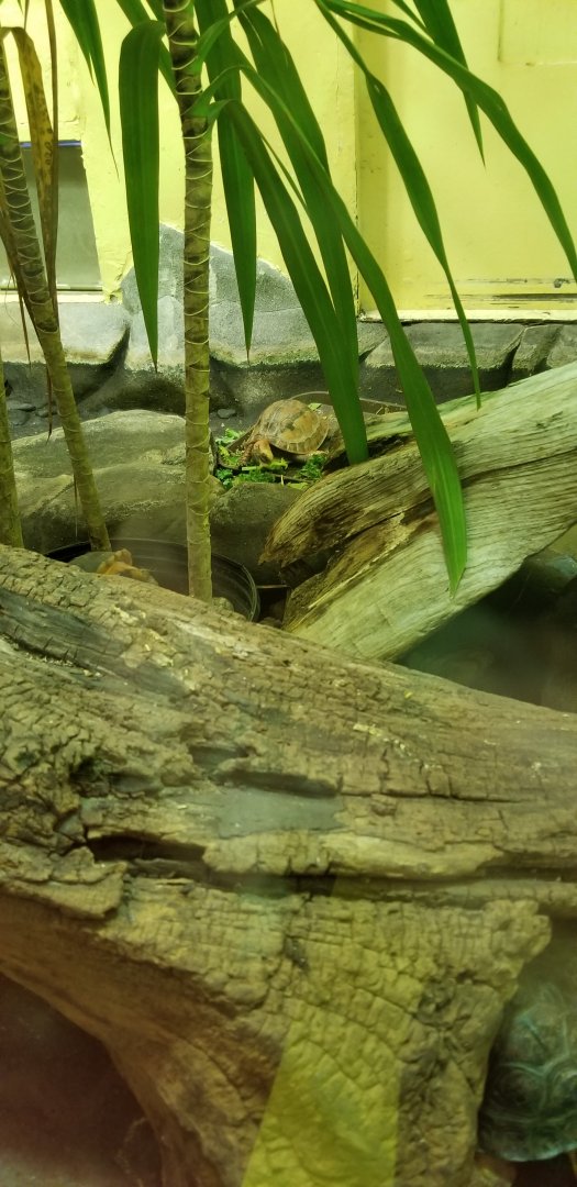 Smithsonian -  McCord's box turtle