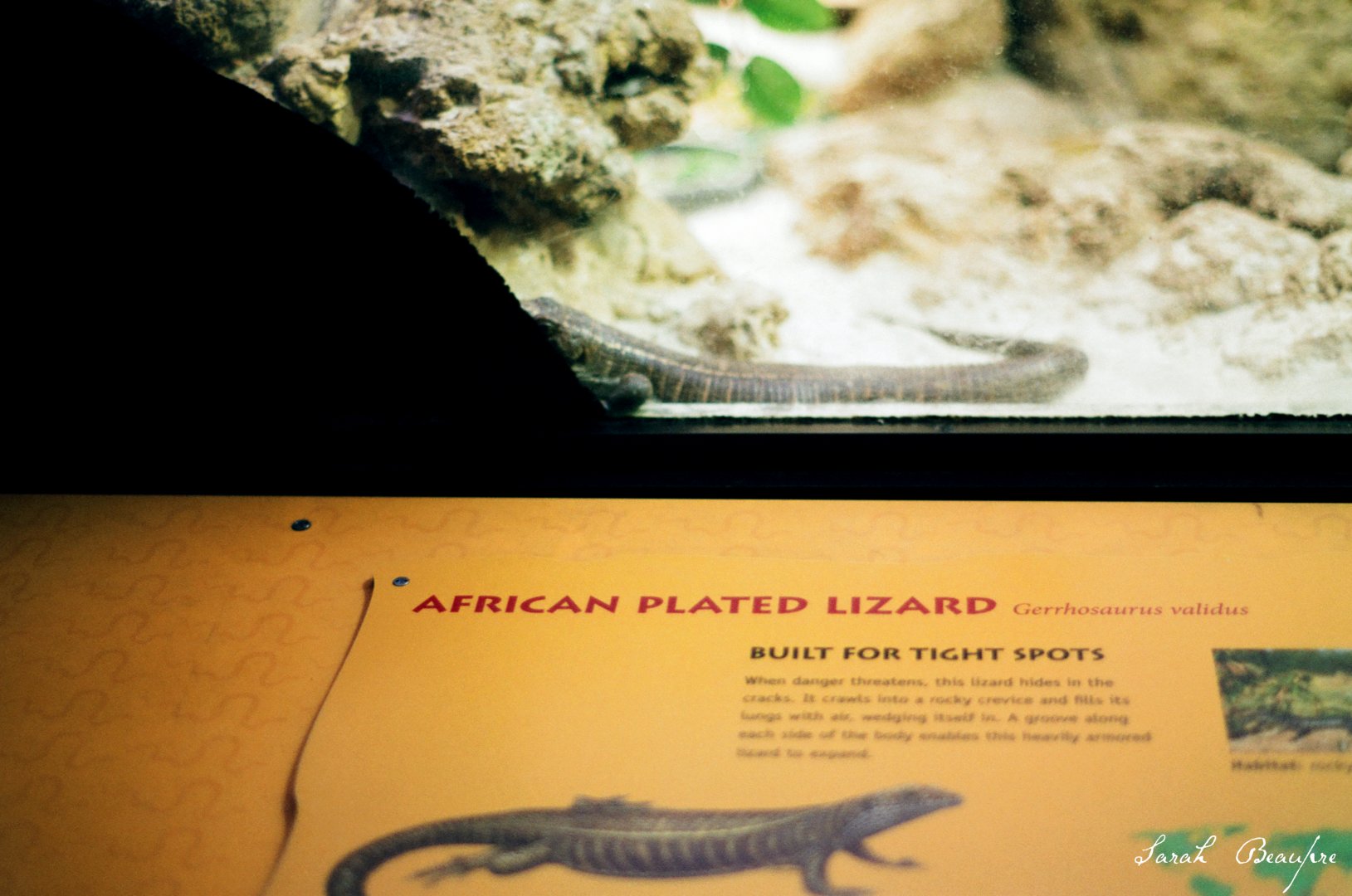 Smithsonian National Zoo - African Plated Lizard.