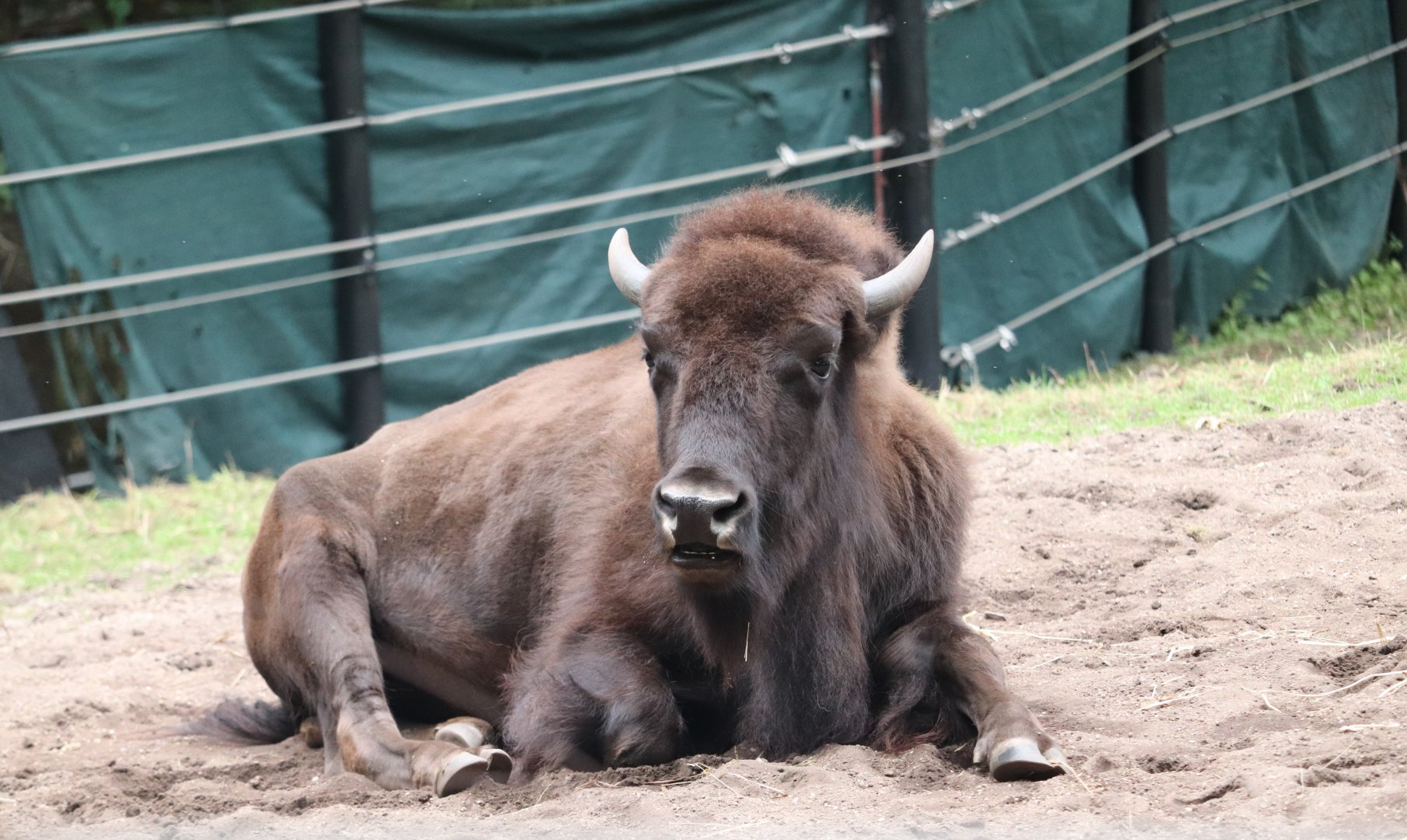 Smithsonian National Zoo - American Bison