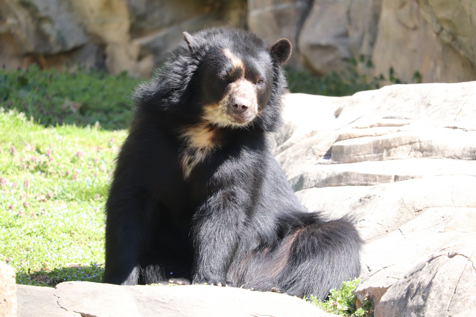 Smithsonian National Zoo - Andean Bear - Brienne