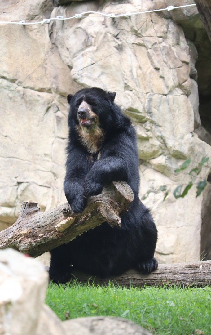 Smithsonian National Zoo - Andean Bear