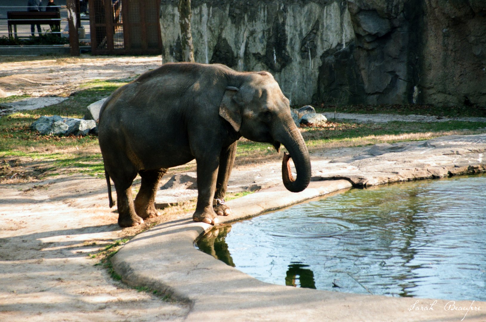 Smithsonian National Zoo - Asian Elephant