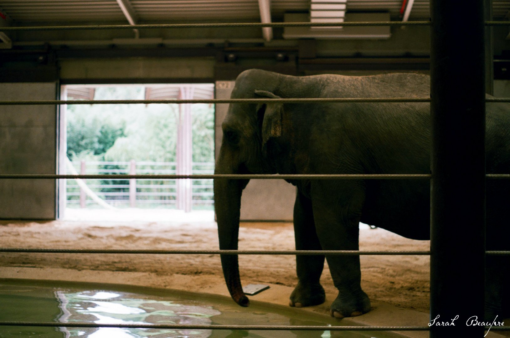 Smithsonian National Zoo - Asian Elephant