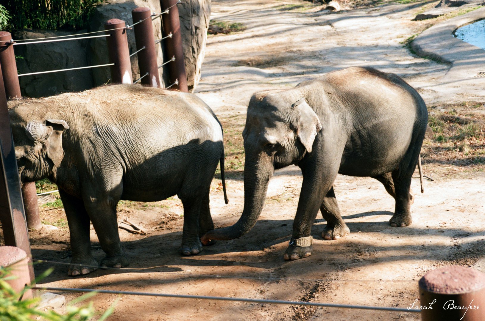 Smithsonian National Zoo - Asian Elephants