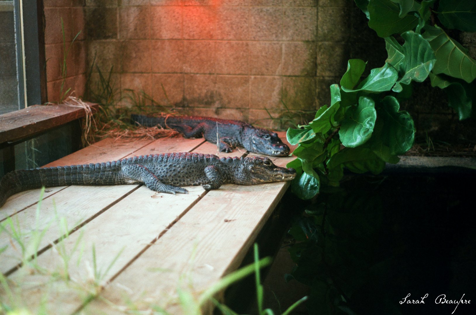 Smithsonian National Zoo - Chinese Alligator.