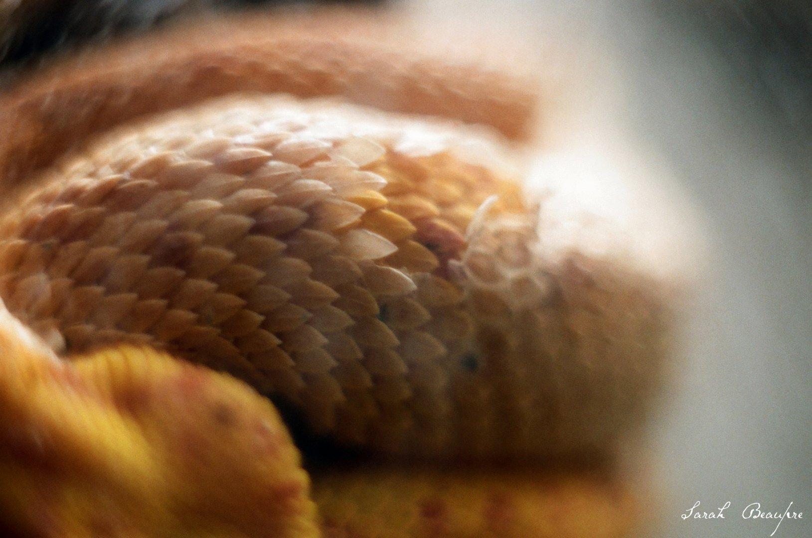 Smithsonian National Zoo - Eyelash Palm Viper
