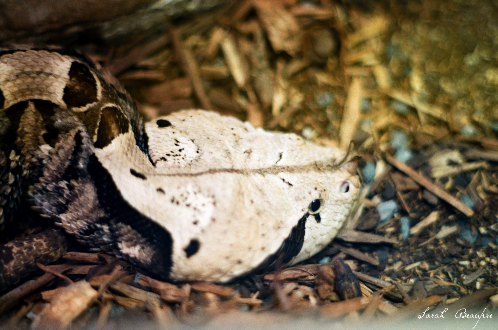 Smithsonian National Zoo - Gaboon Viper.