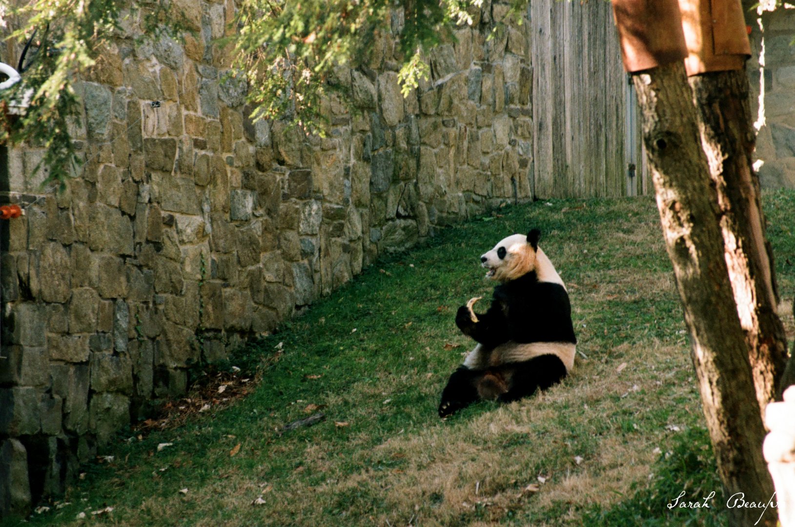 Smithsonian National Zoo - Giant Panda
