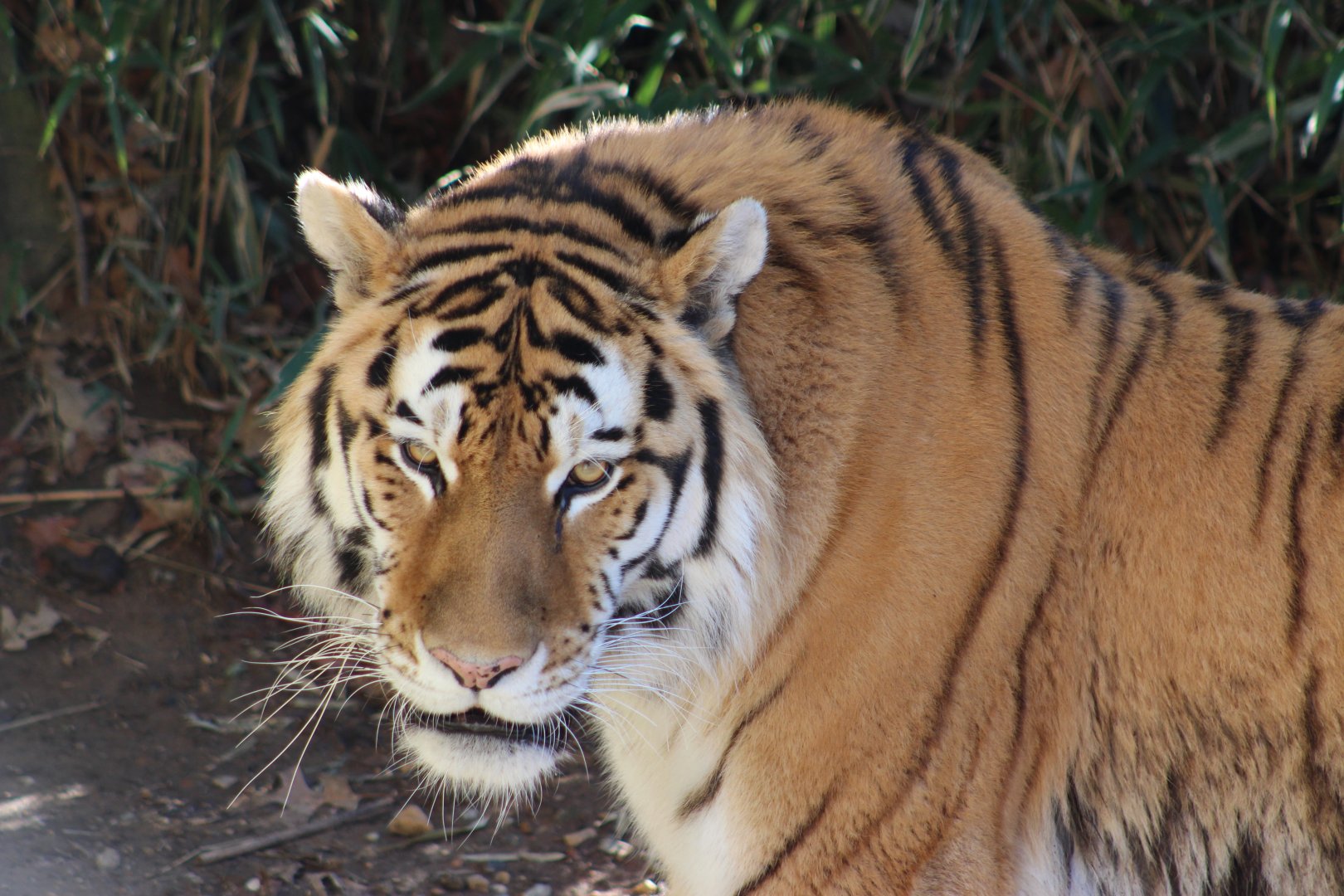 Smithsonian National Zoo - January 2023