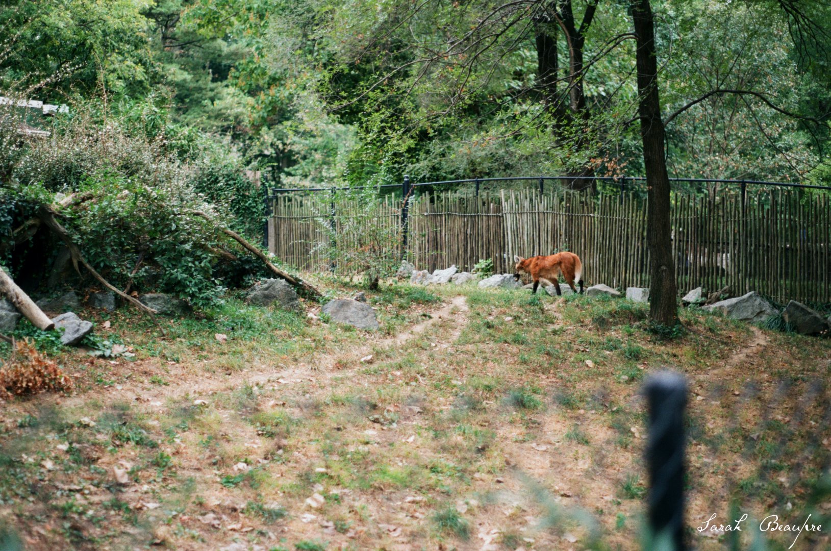 Smithsonian National Zoo - Maned Wolf with wild chipmunk it caught