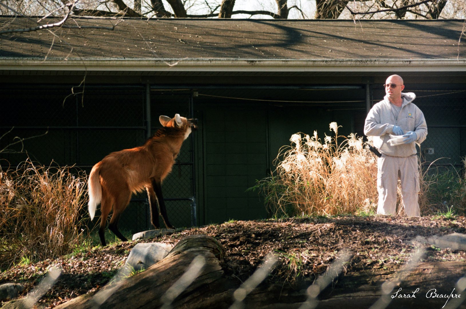 Smithsonian National Zoo - Maned Wolf