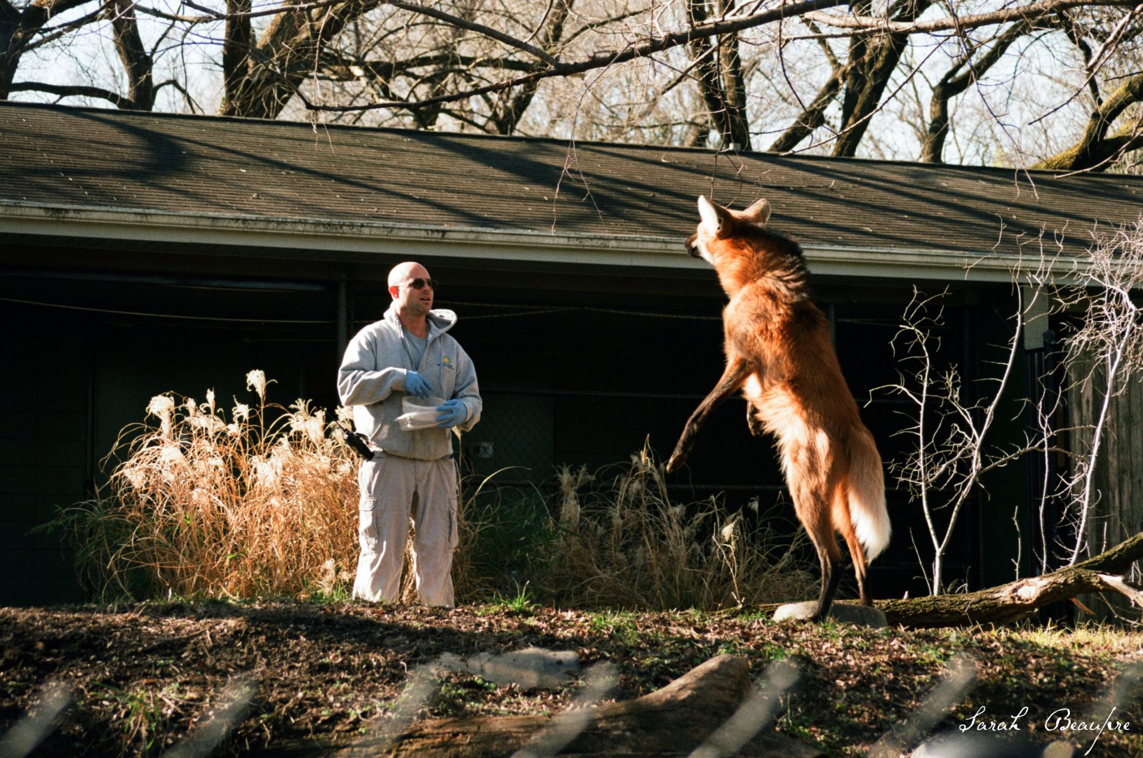 Smithsonian National Zoo - Maned Wolf
