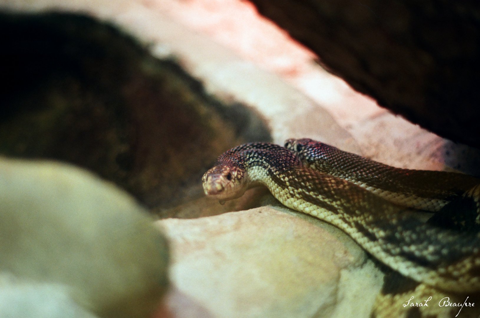 Smithsonian National Zoo - Northern Pine Snake