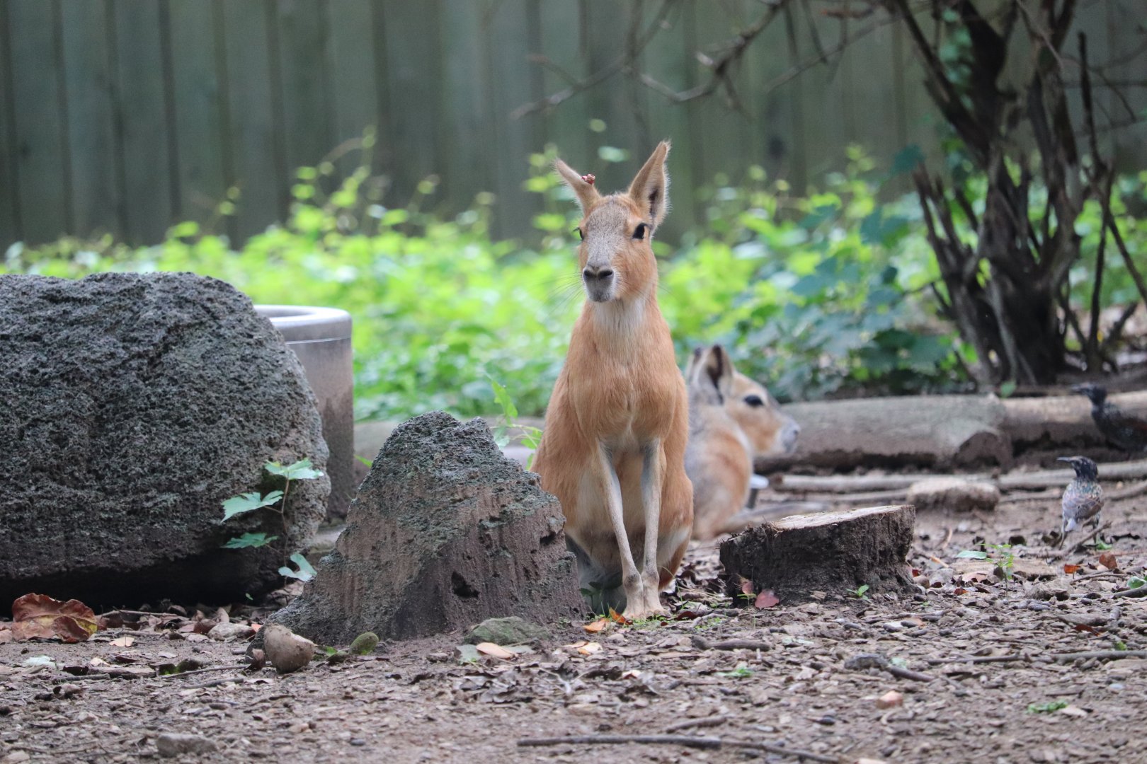 Smithsonian National Zoo - Patagonian Mara