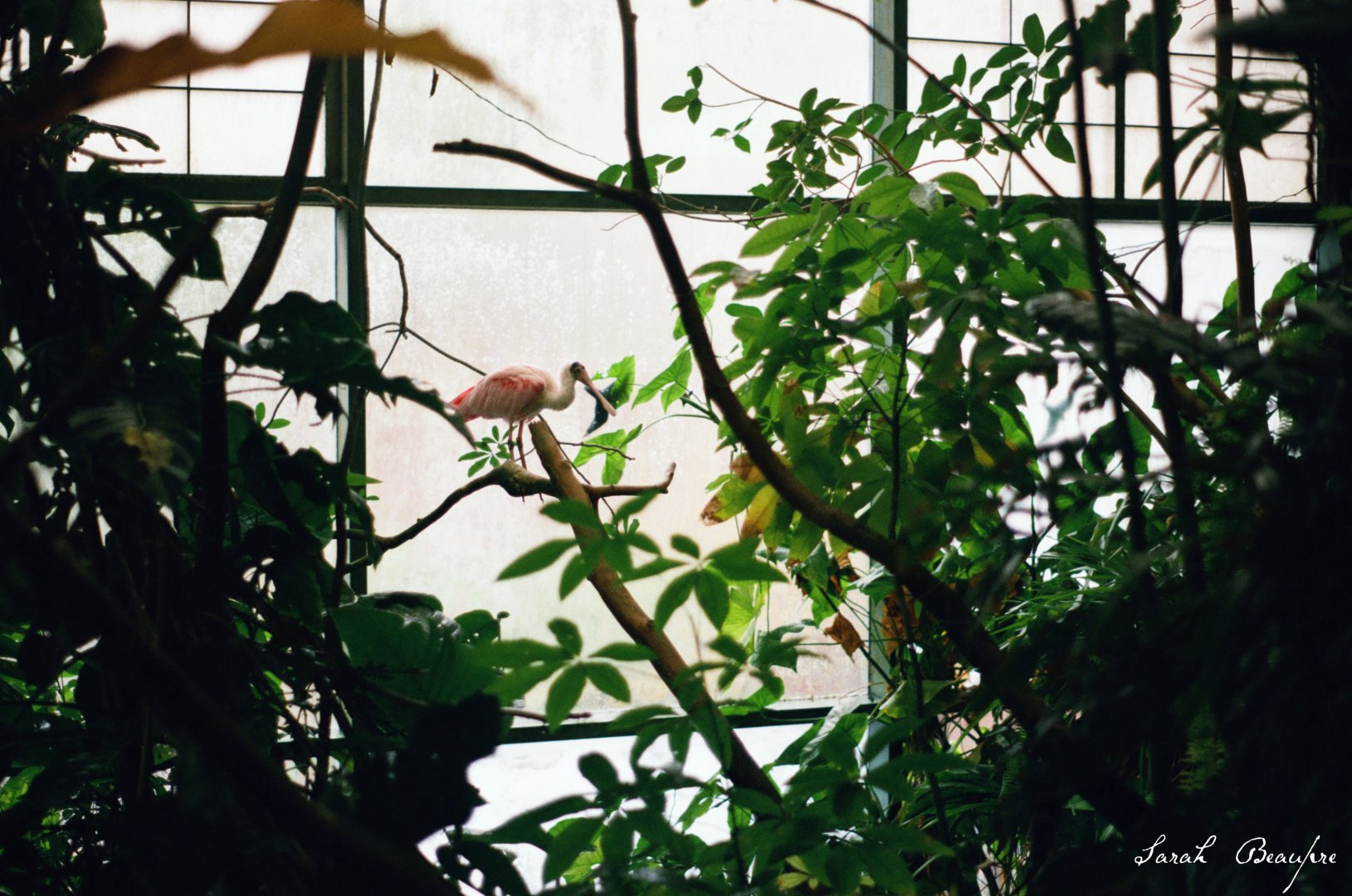 Smithsonian National Zoo - Roseate Spoonbill