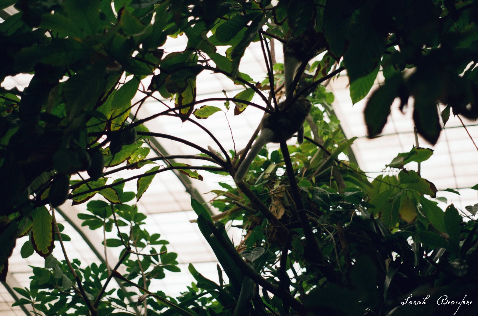 Smithsonian National Zoo - Titi Monkey