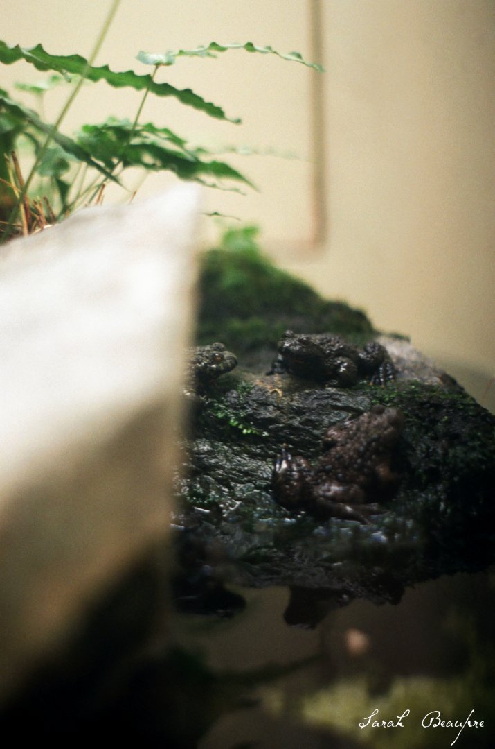 Smithsonian National Zoo - Vietnamese Mossy Frog