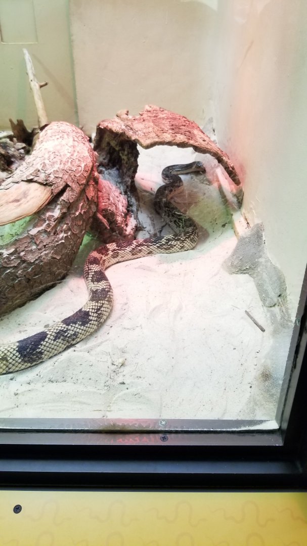 Smithsonian - Northern Pine Snake