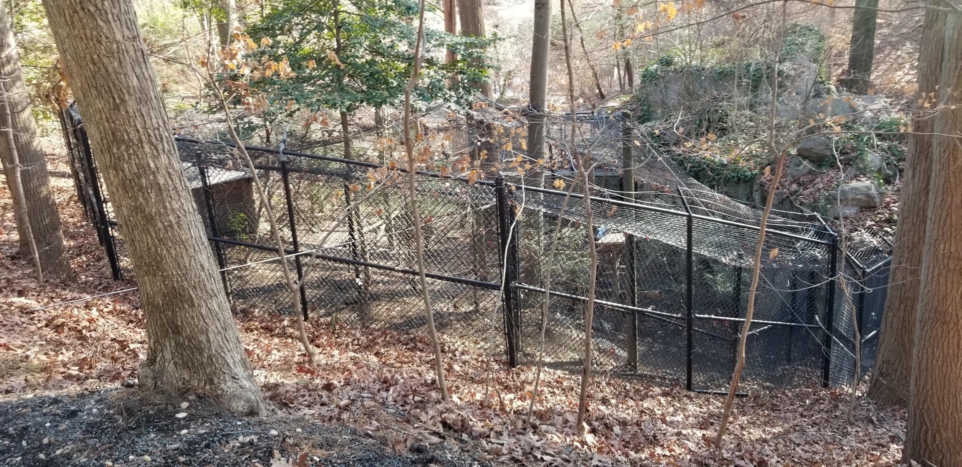 Smithsonian -  Raven exhibit from behind