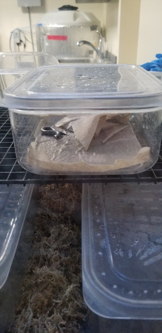 Smithsonian -  red-backed salamander baby