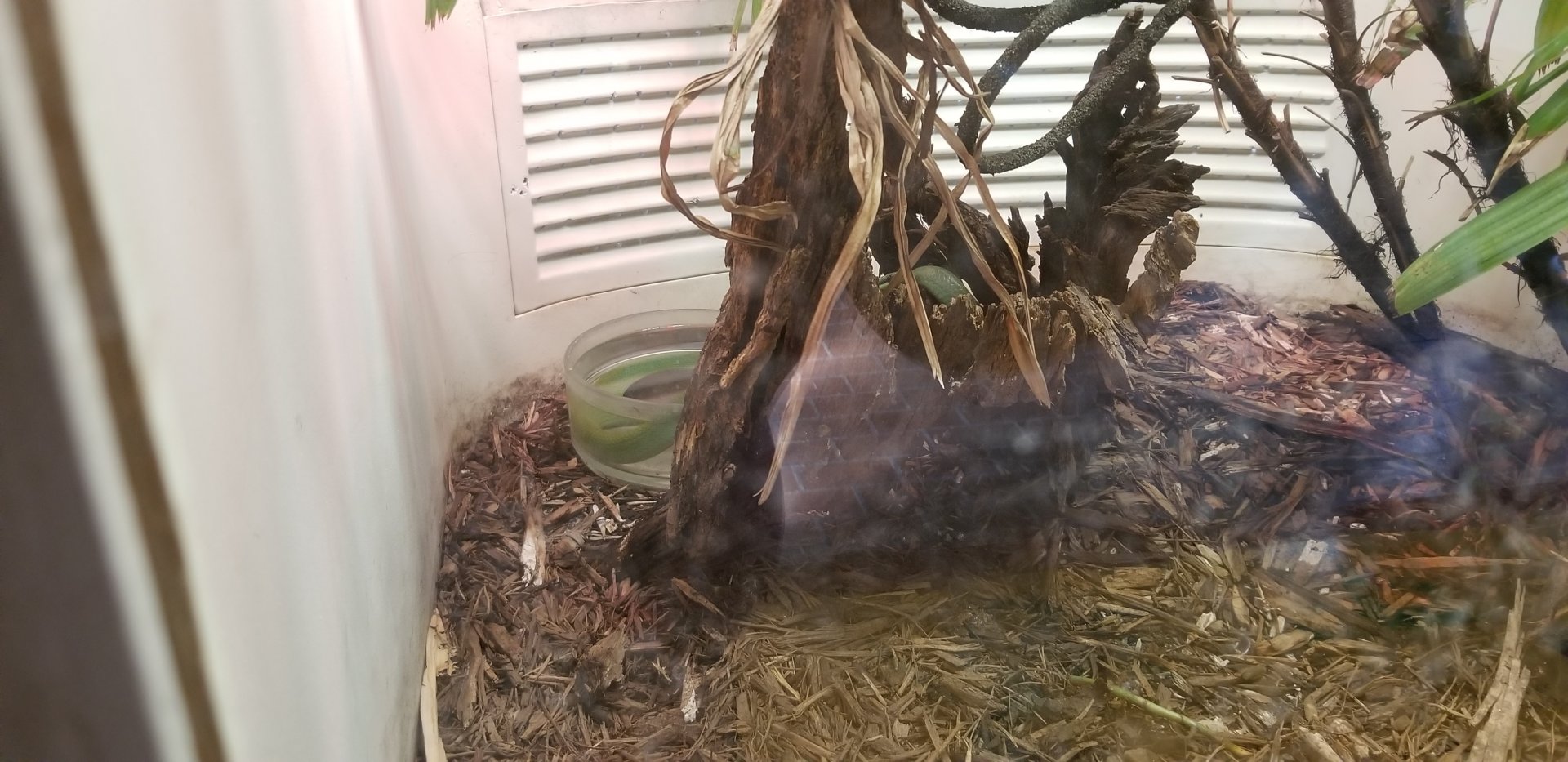 Smithsonian -  rhinoceros snake