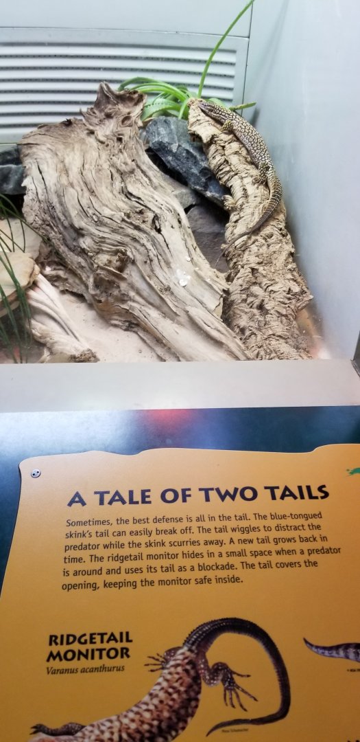 Smithsonian -  ridgetail monitor