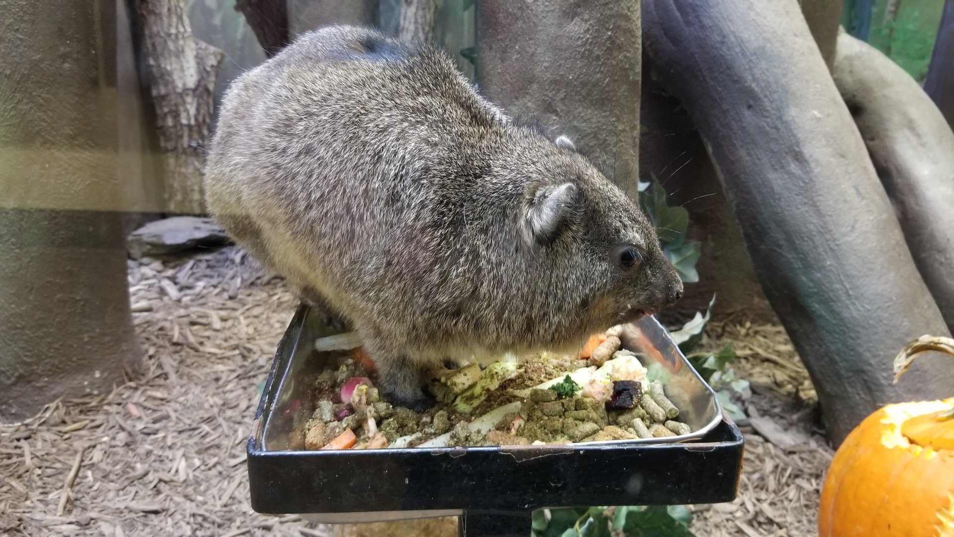 Smithsonian - Rock Hyrax