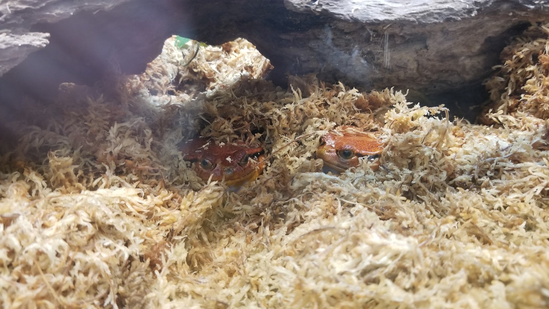 Smithsonian - Sambava tomato frogs