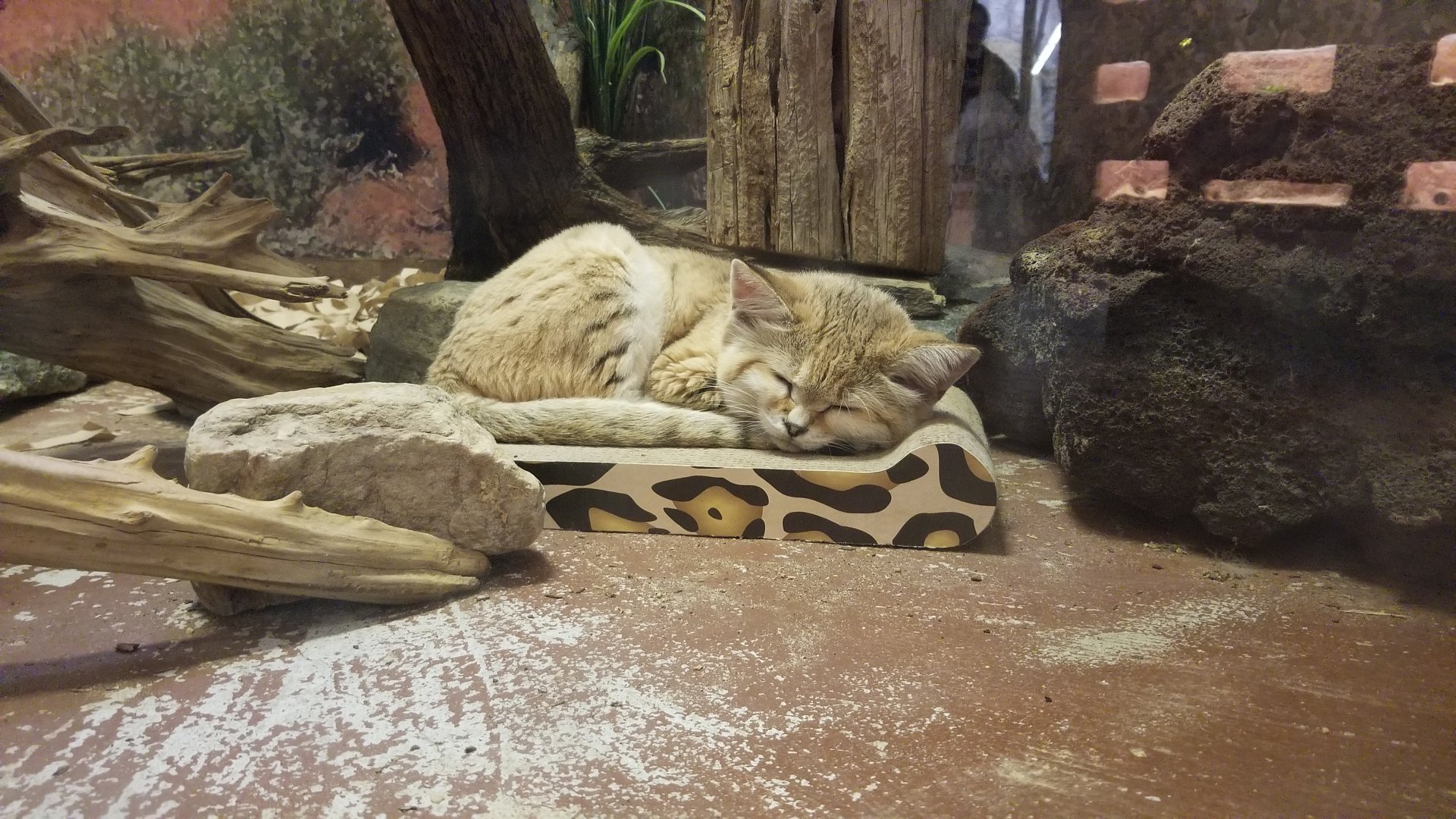 Smithsonian - Sand Cat