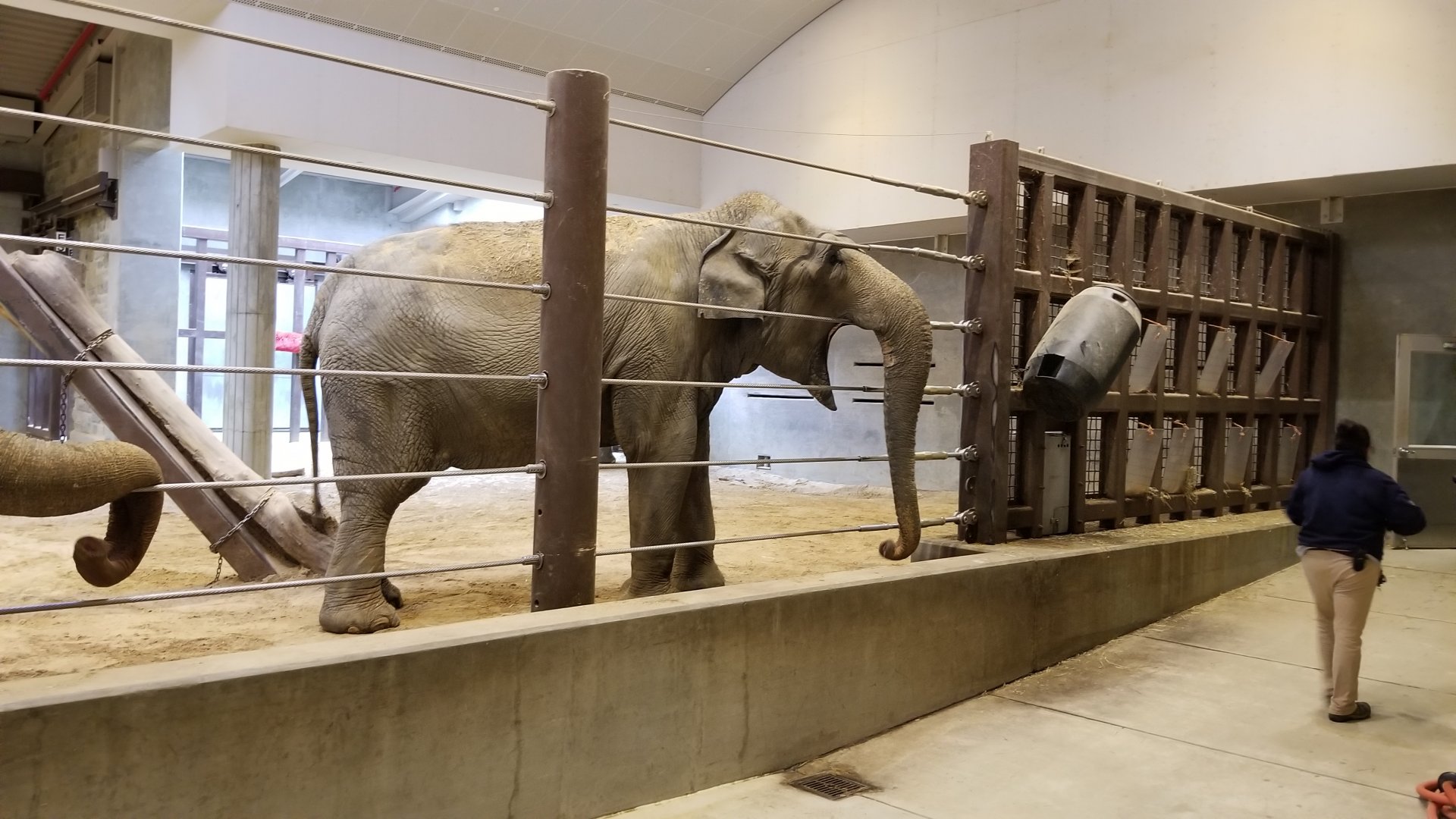 Smithsonian - Shanthi asking for treats