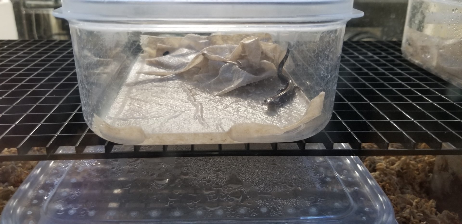 Smithsonian -  shenandoah salamander baby