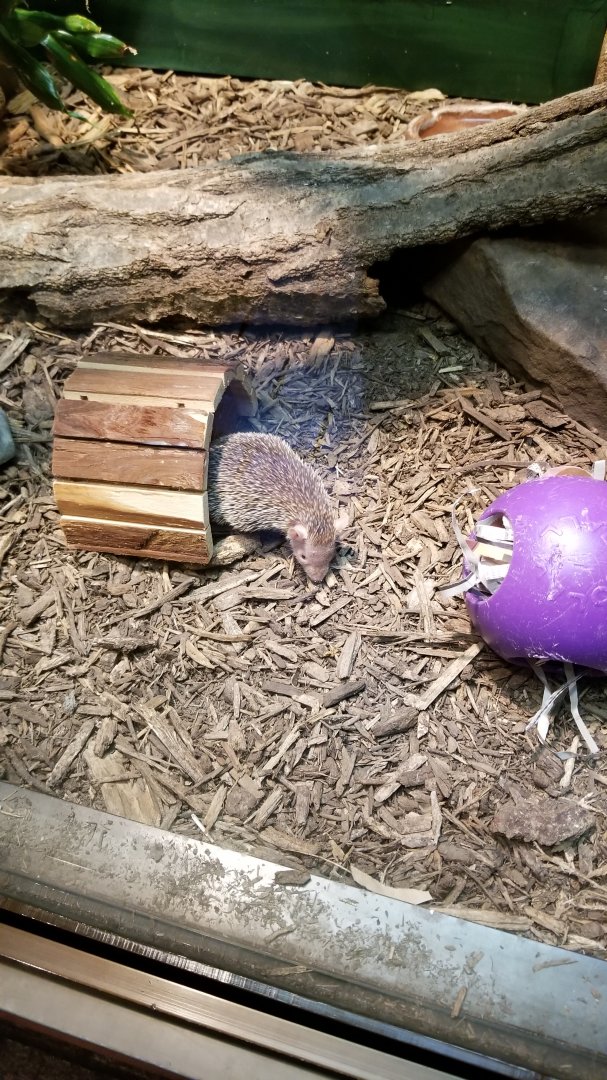 Smithsonian - Small Madagascar Tenrec, female