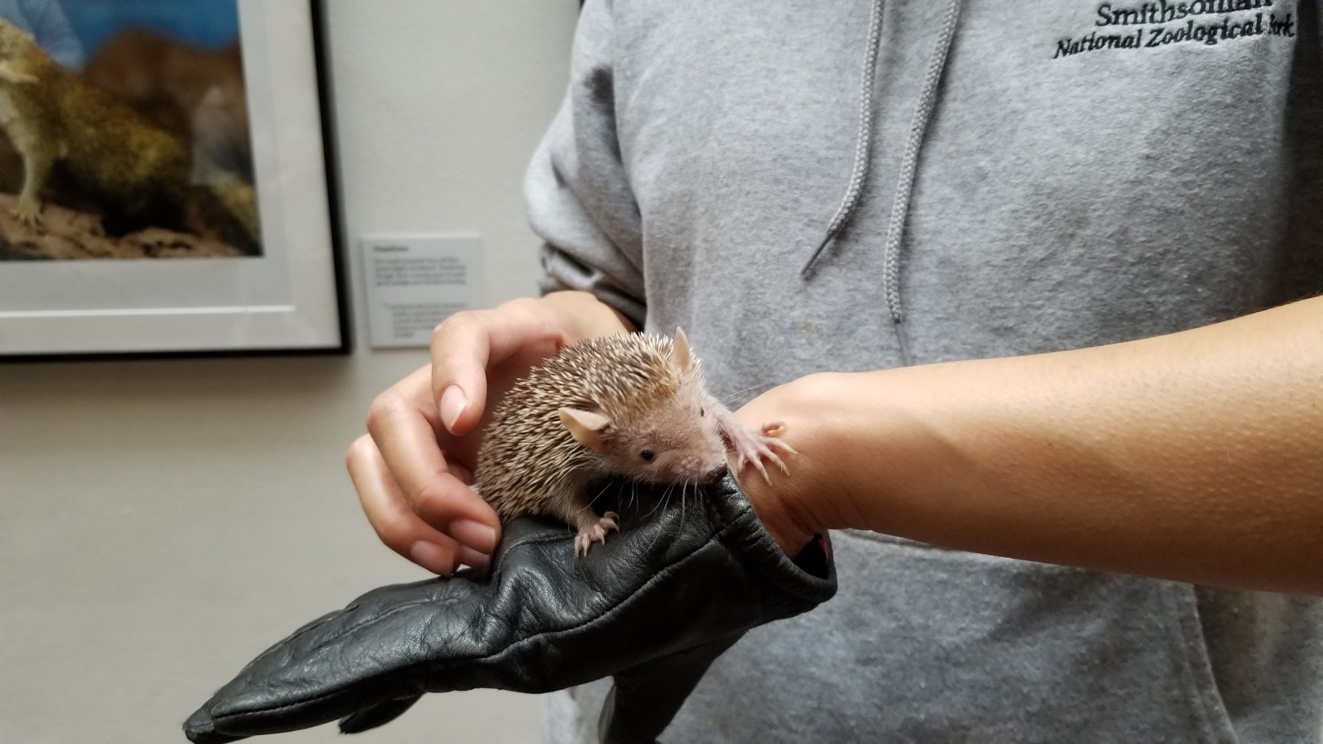 Smithsonian - Small Madagascar Tenrec, male