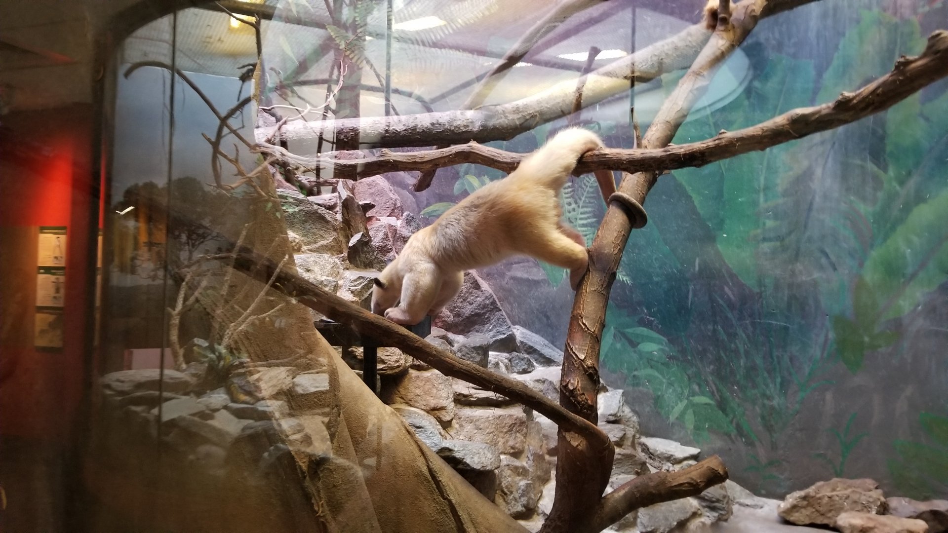 Smithsonian - Southern Tamandua