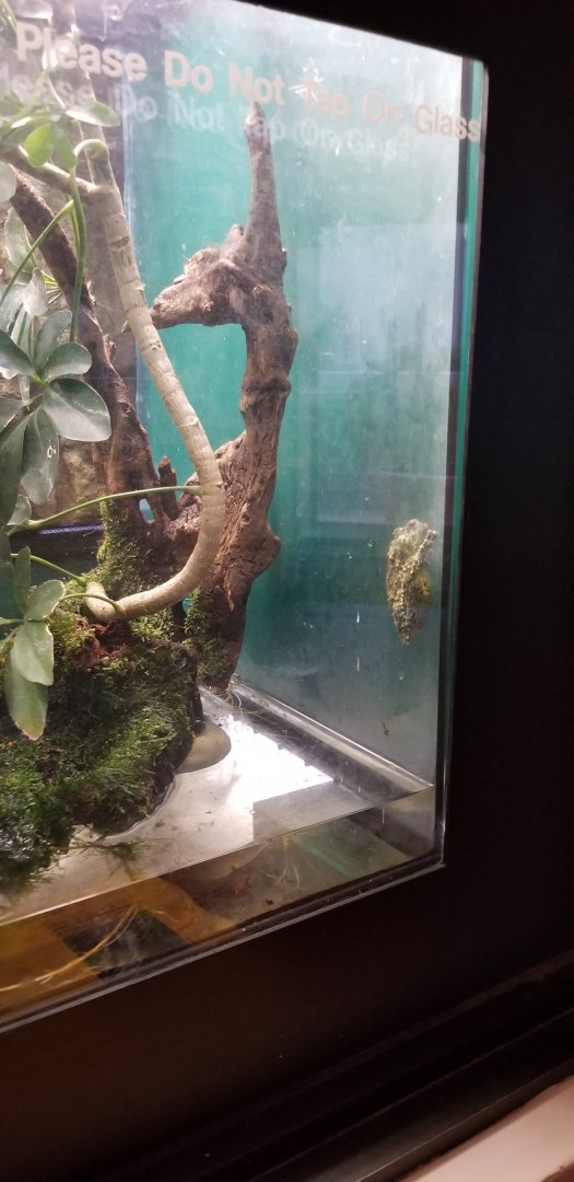 Smithsonian -  Vietnamese Mossy Frog