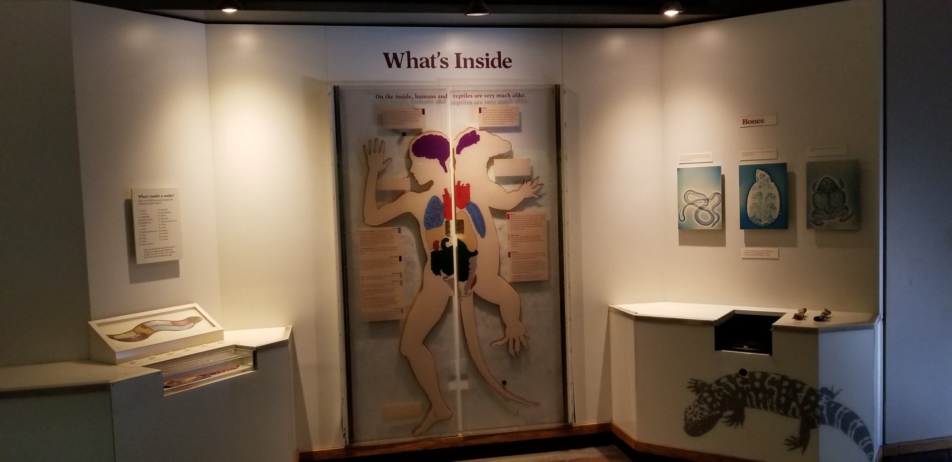 Smithsonian -  "What's Inside" comparison of humans and reptiles