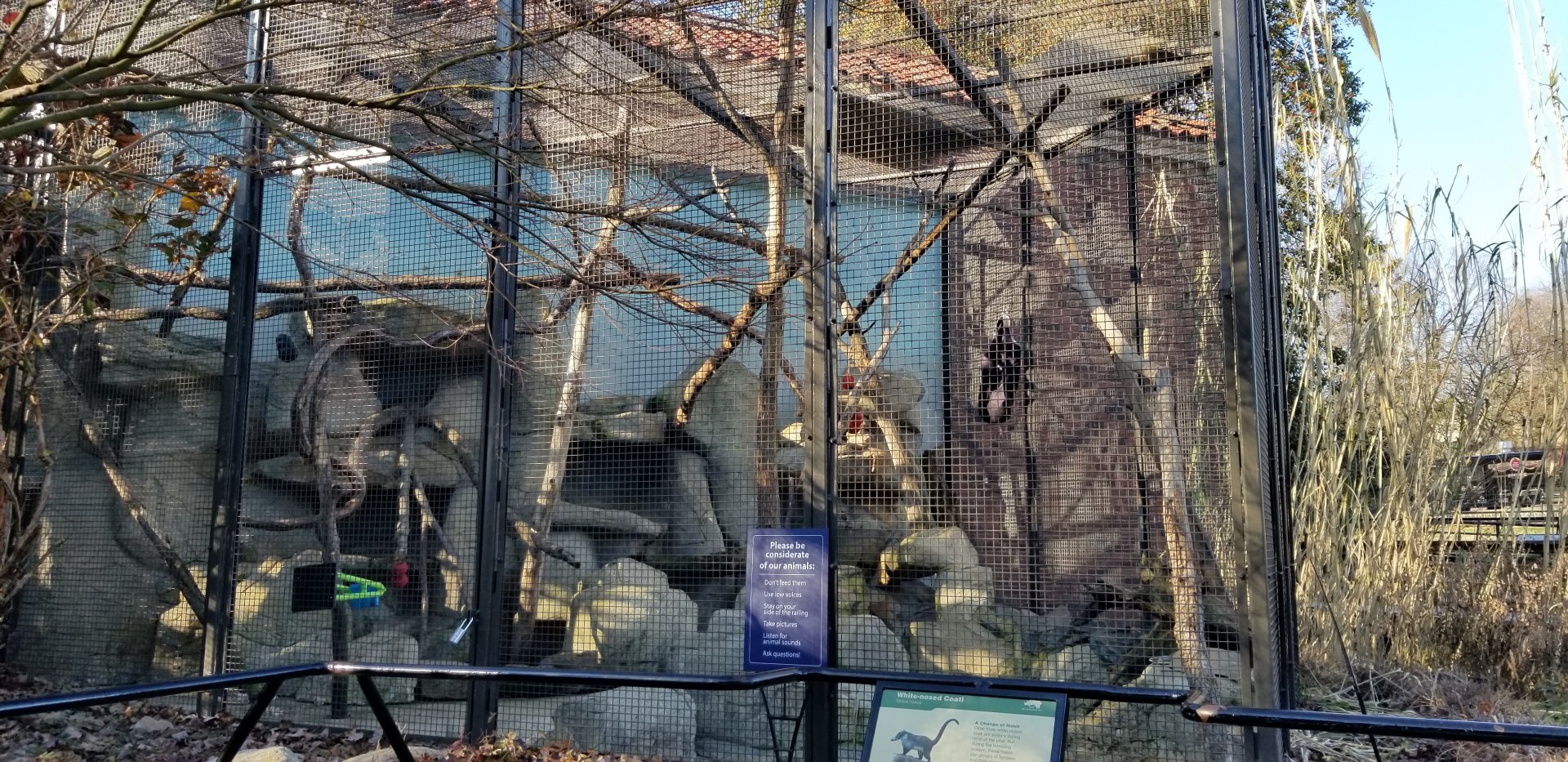 Smithsonian -  White-nosed coati exhibit
