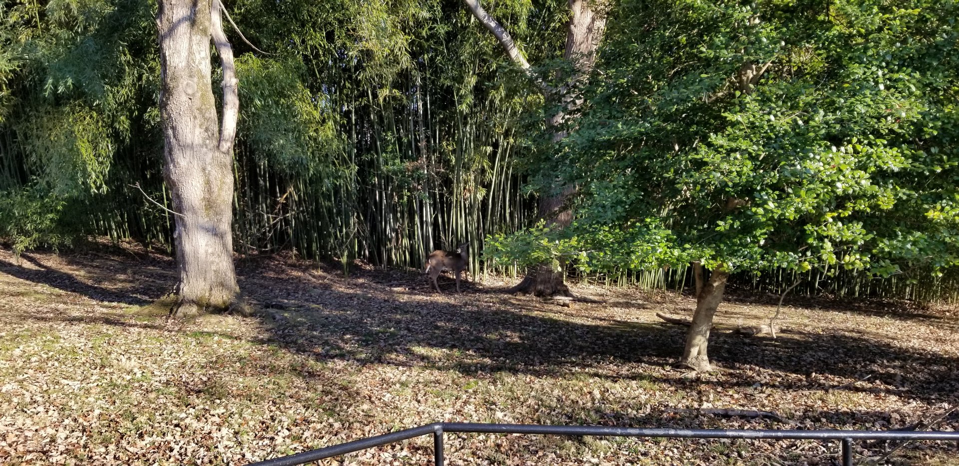 Smithsonian -  wild white-tailed deer behind gorillas