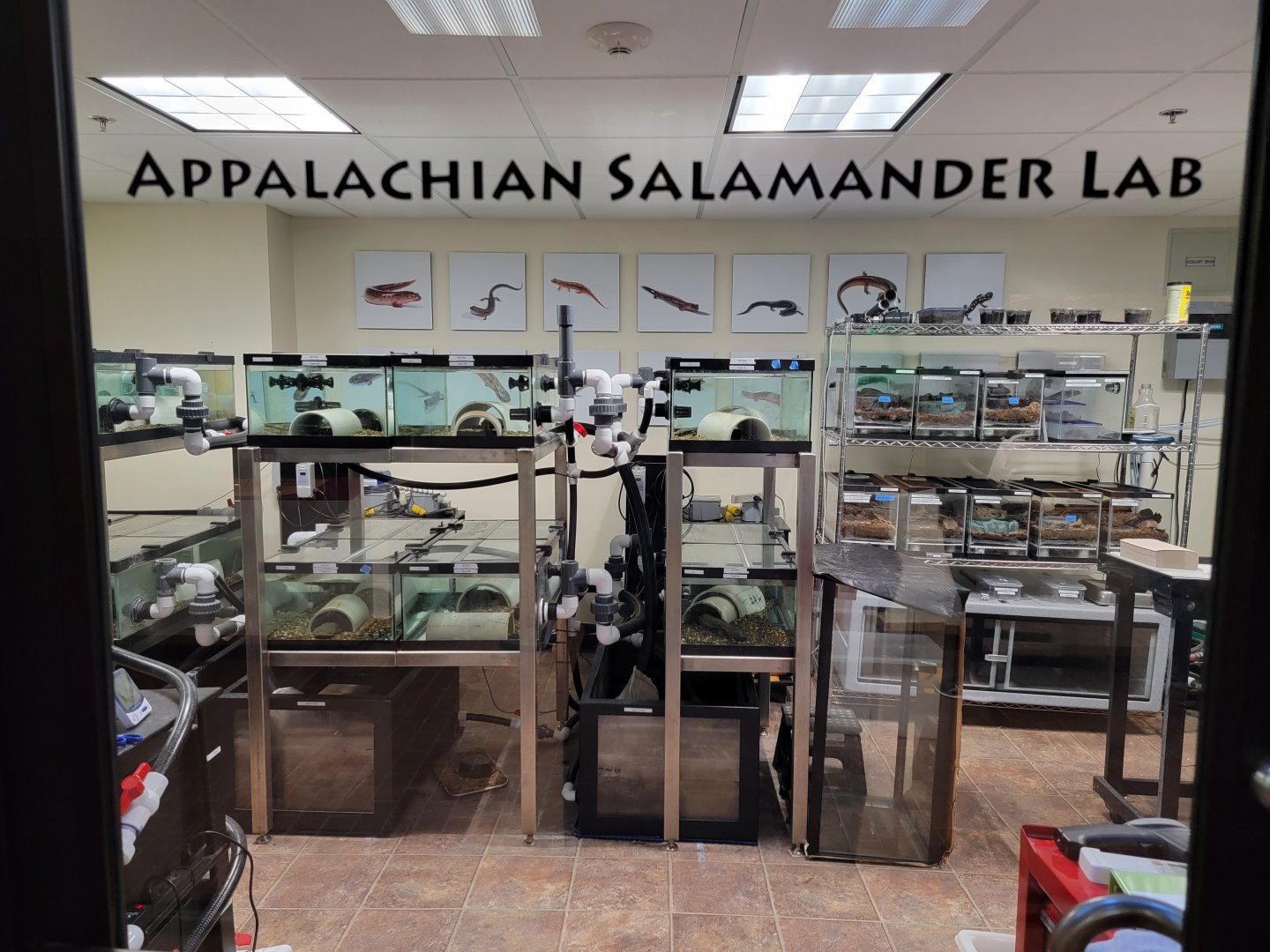 Smithsonian Zoo - Hellbenders