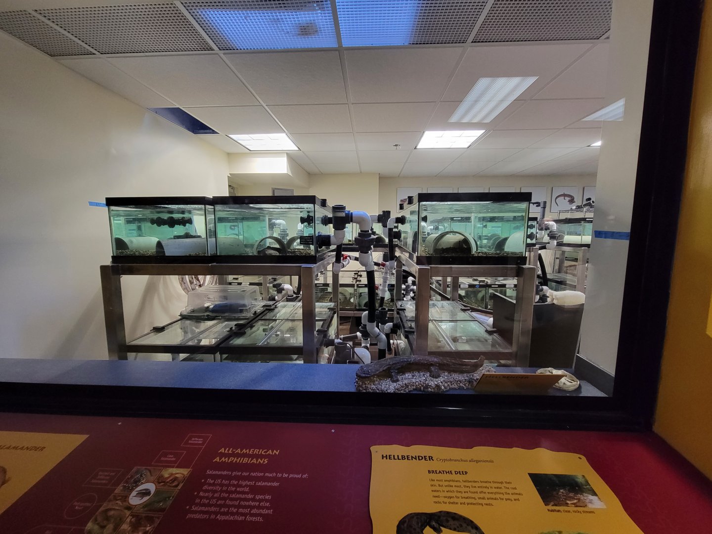 Smithsonian Zoo - Hellbenders