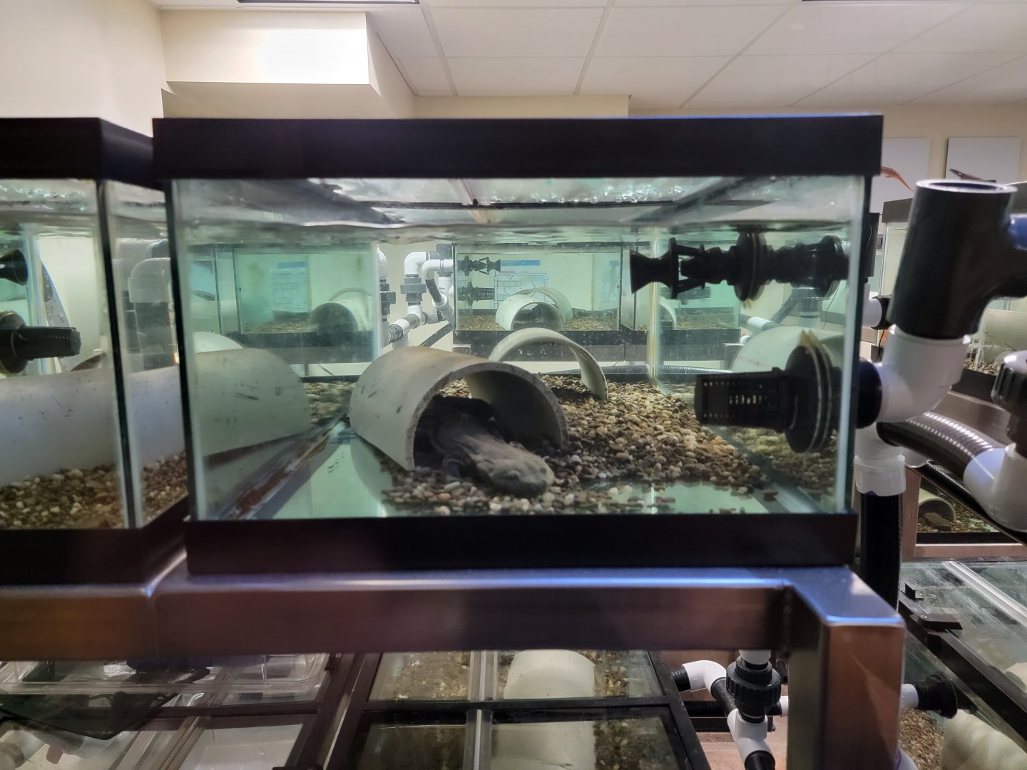 Smithsonian Zoo - Hellbenders