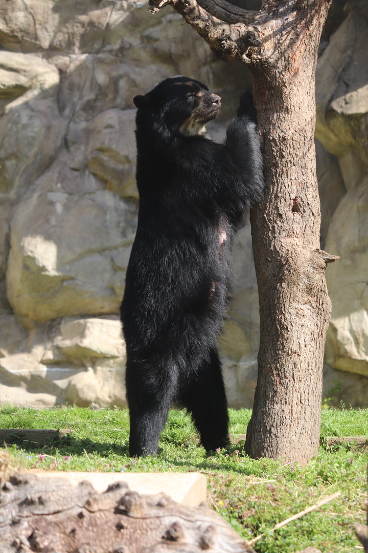 Smithsonian's National Zoo - Andean Bear Brienne
