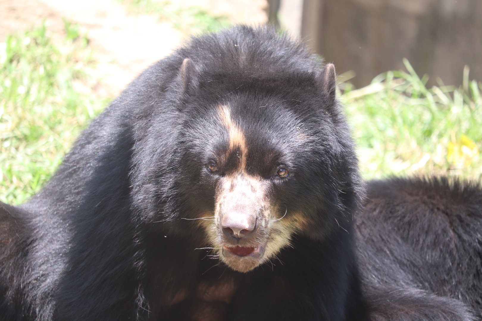 Smithsonian's National Zoo - Andean Bear - Brienne