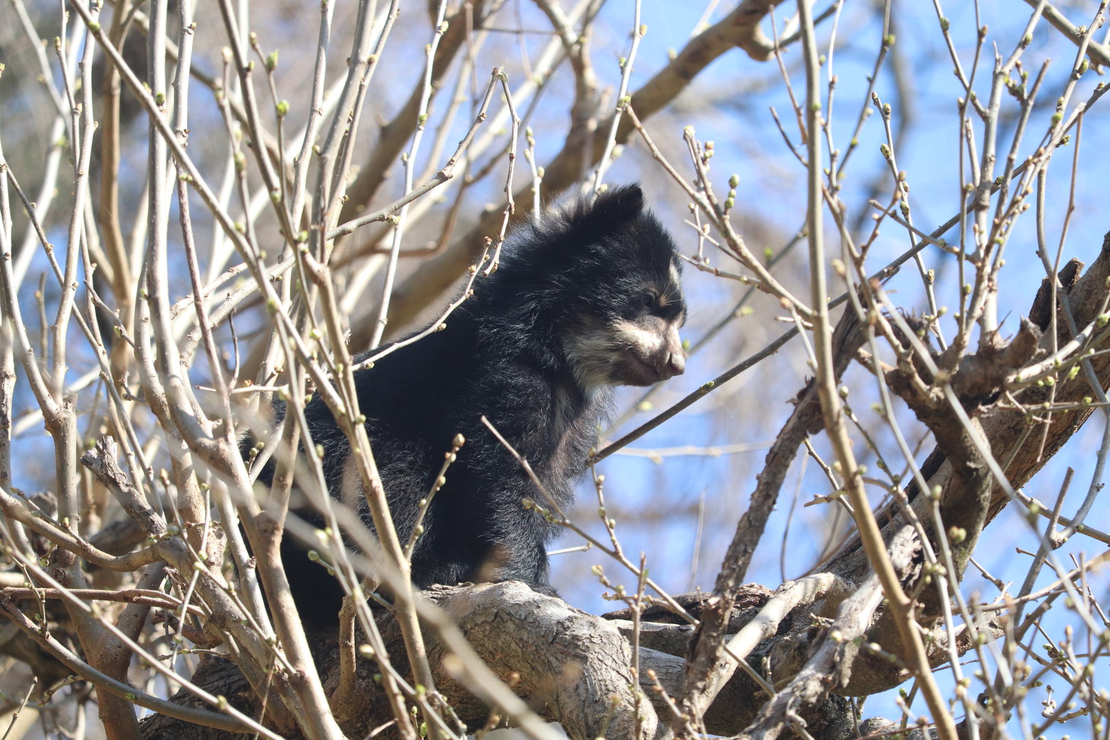 Smithsonian's National Zoo - Andean Bear Cub Ian in a tree