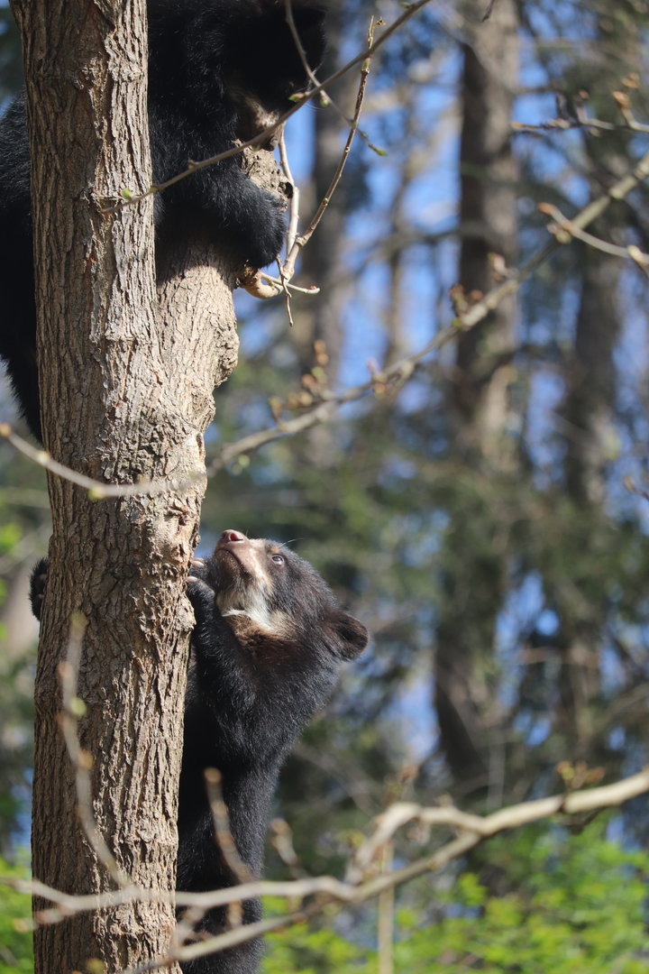 Smithsonian's National Zoo - Andean Bear cubs climbing a tree