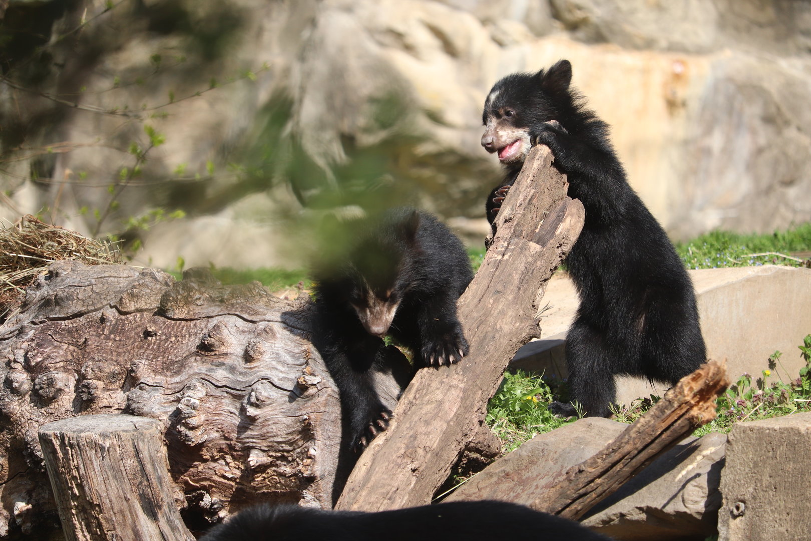 Smithsonian's National Zoo - Andean Bear Cubs