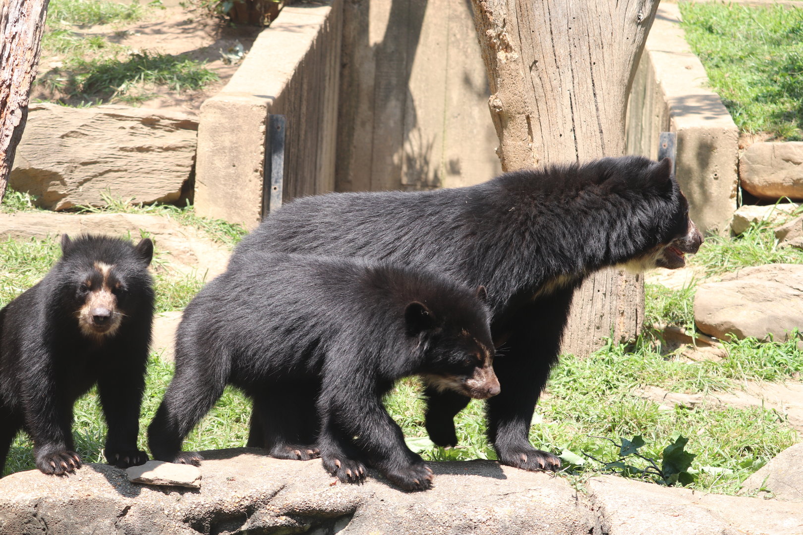 Smithsonian's National Zoo - Andean Bear Family