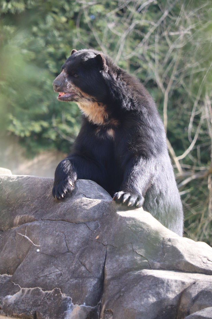 Smithsonian's National Zoo - Andean Bear Quito