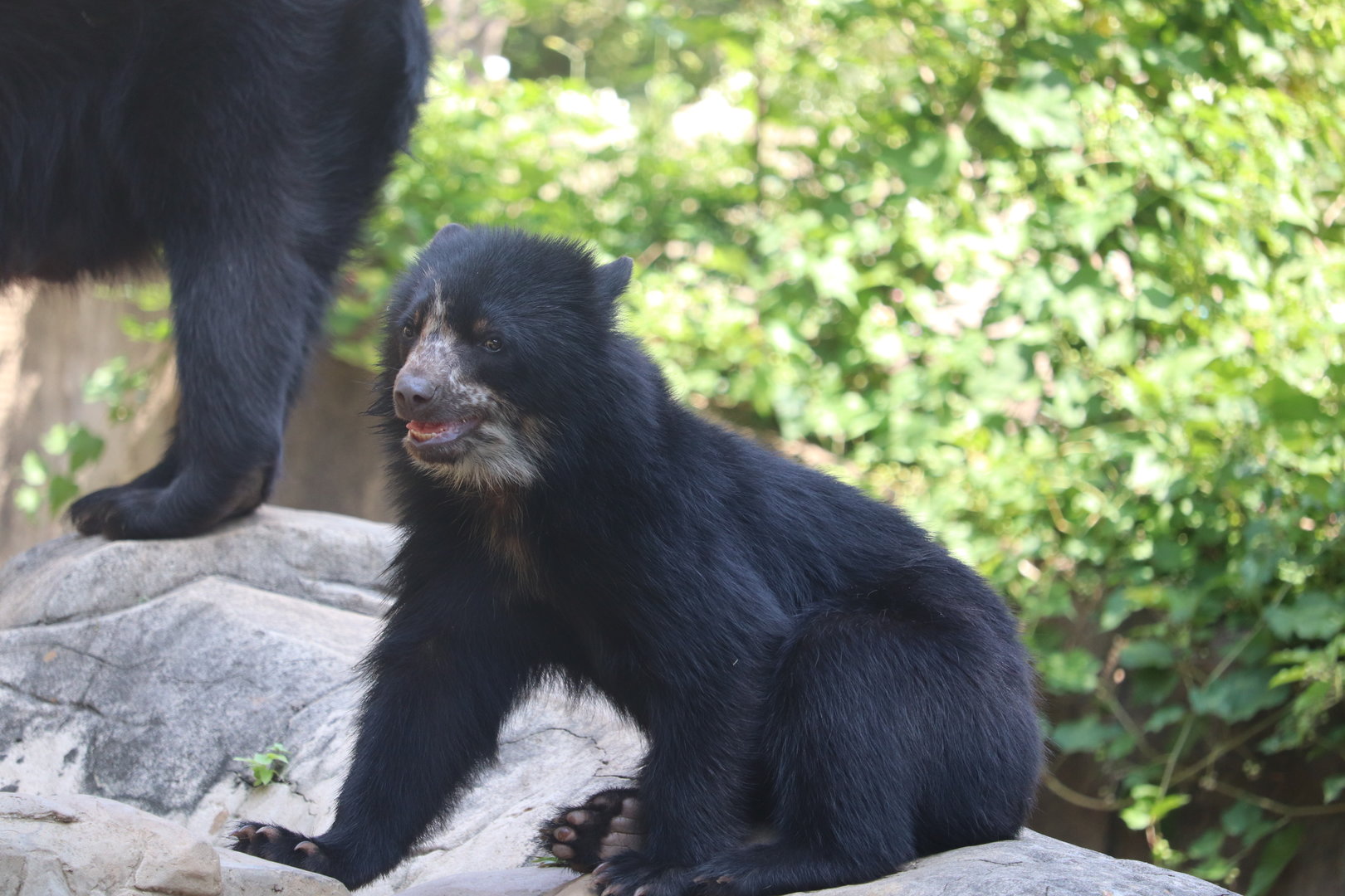Smithsonian's National Zoo - Andean Bear - Sean